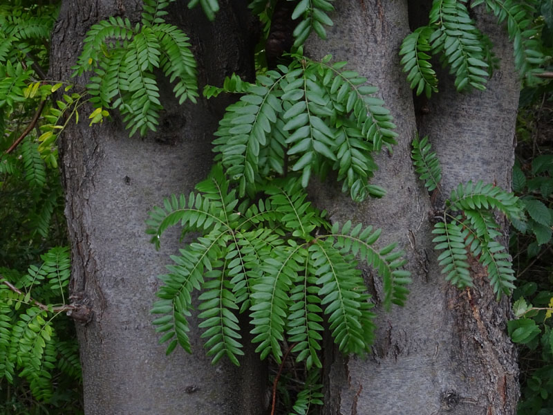 Gleditsia triacanthos var. inermis - Fabaceae